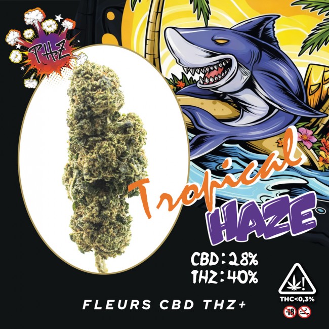 Fleurs CBD TROPICAL HAZE THZ+