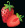 fraise-sateava.jpg